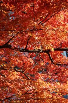 満開の紅葉 秋,赤,11月の写真素材