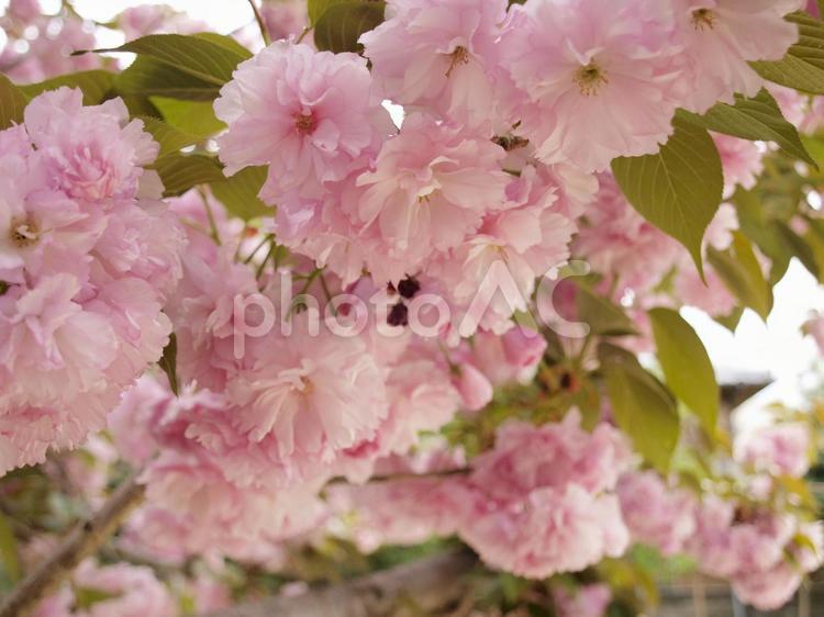 八重桜 ヤエザクラ,桜,サクラの写真素材