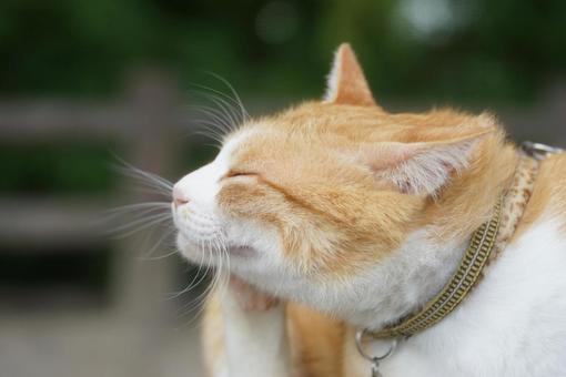 猫 茶トラ,癒し,自然の写真素材