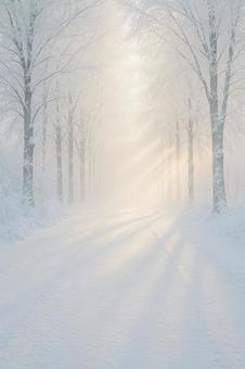 光霧の樹氷並木 光霧の樹氷並木の写真