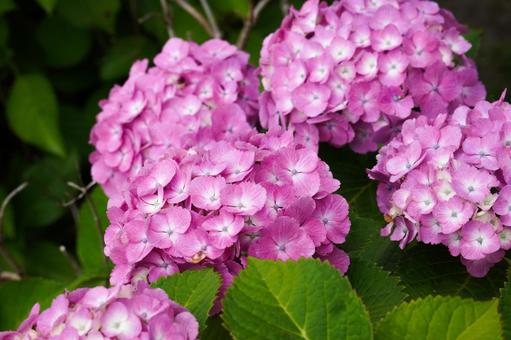 Hydrangea, JPG
