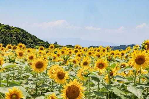ヒマワリと青空 ヒマワリと青空 ヒマワリ,向日葵,花の写真素材