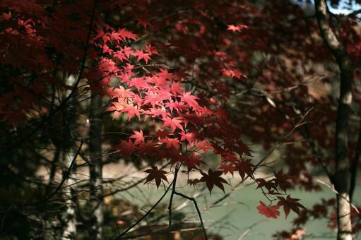 Maple, rozkwita, na zewnątrz, klon, JPG