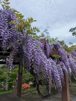Photo, townscape, retro, flower, 