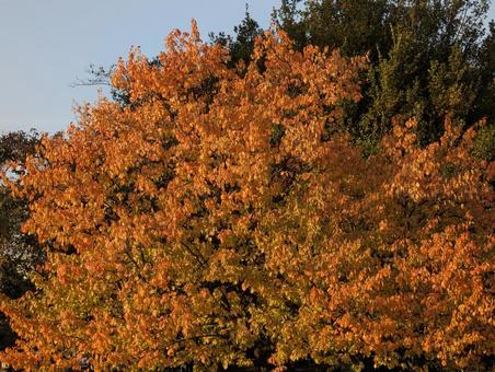 紅葉の公園 公園,木々,枝の写真素材