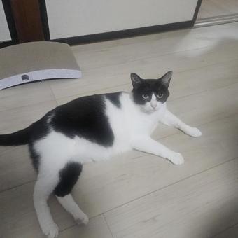 暑くて床で寝そべるハチワレ母猫 暑くて床で寝そべるハチワレ母猫の写真