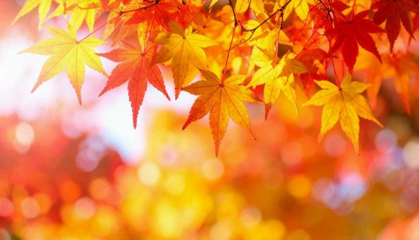 グラデーションが美しい日本の紅葉 グラデーションが美しい日本の紅葉 の写真