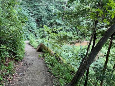 夏の高尾山　四号路　ハイキングコース 夏,高尾山,四号路の写真素材