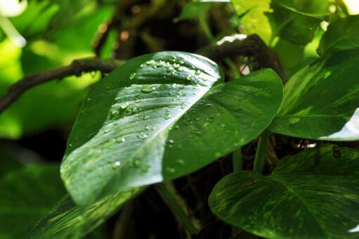 ポトス　葉っぱ　雫の写真