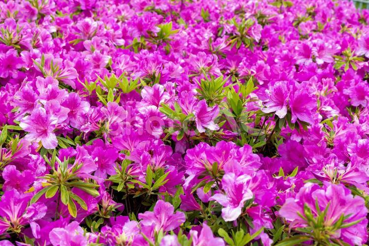 つつじの絨毯 つつじ,花畑,ピンクの写真素材