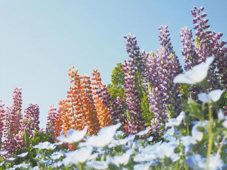 ルピナスとネモフィラ 花畑,ルピナス,ネモフィラの写真素材