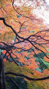 Photo, maple, autumn leaves, leaf, 