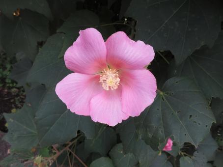桃色に染まる芙蓉の花の写真