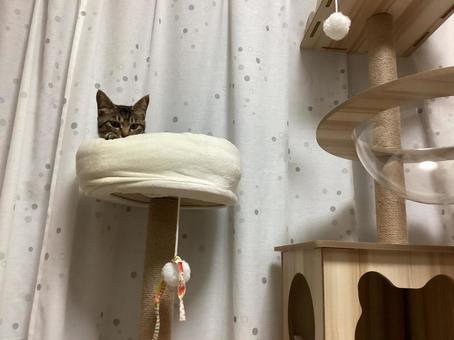 キャットタワーの写真