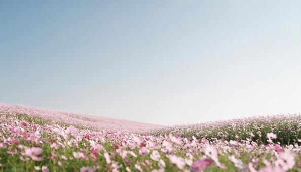 花畑と青空 花畑と青空の写真