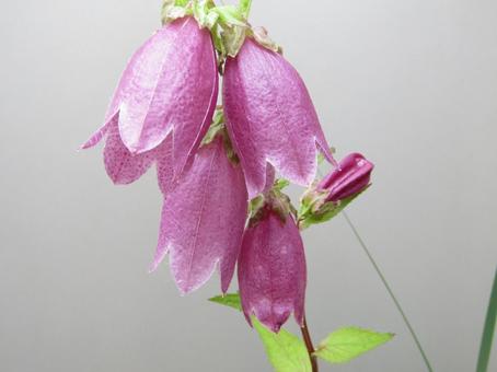 Flower Plants, JPG