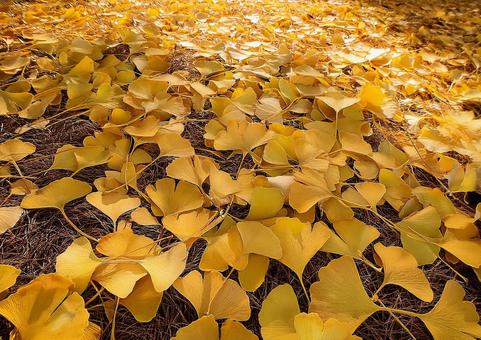イチョウの葉っぱの絨毯 イチョウの葉っぱの絨毯の写真