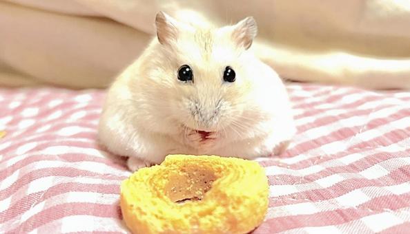 クッキーを食べるハムスター クッキーを食べるハムスターの写真
