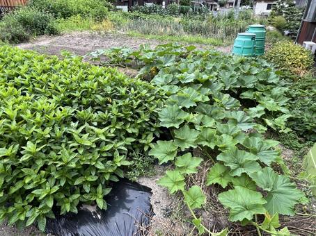 畑 畑 畑,野菜,カボチャの写真素材