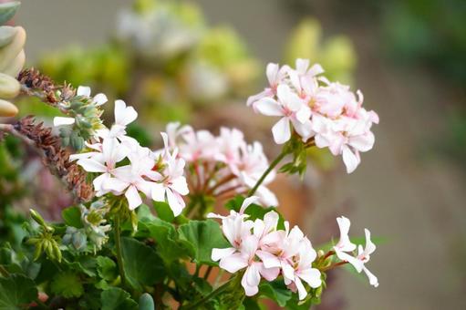 さし木一年生のゼラニウム花いっぱいの写真