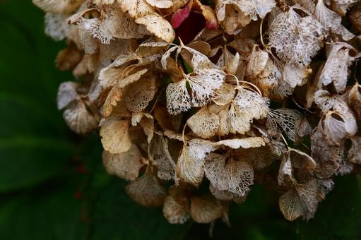 冬のアジサイ アジサイ,紫陽花,季節外れの写真素材