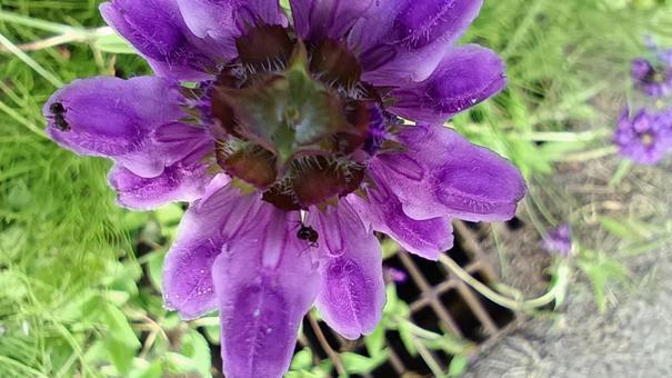 蜜を求める働き蟻 蜜を求める働き蟻 サルビア,蟻,花の写真素材