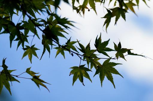 青もみじ 青もみじ 青紅葉,夏空,空の写真素材