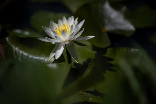 Water Lily, JPG Water Lily, JPG