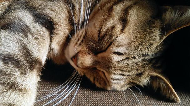 ぐっすり眠るキジトラ猫 ぐっすり眠るキジトラ猫の写真