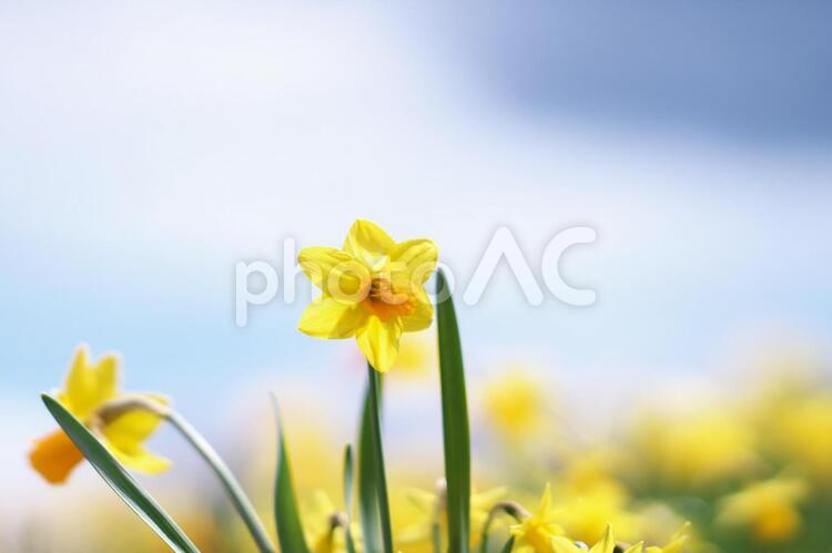 水仙のお花畑 スイセン,水仙,丘の写真素材