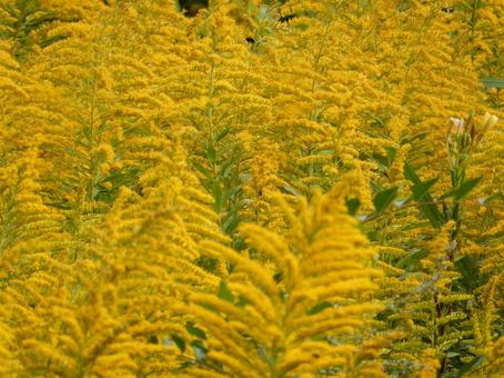 【花の写真】セイタカアワダチソウ セイタカアワダチソウ,背高泡立草,黄色の写真素材