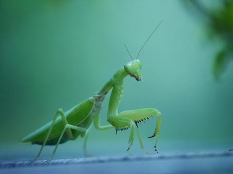 カマキリのアップ カマキリのアップの写真