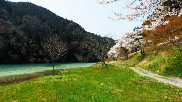 桜 桜の写真