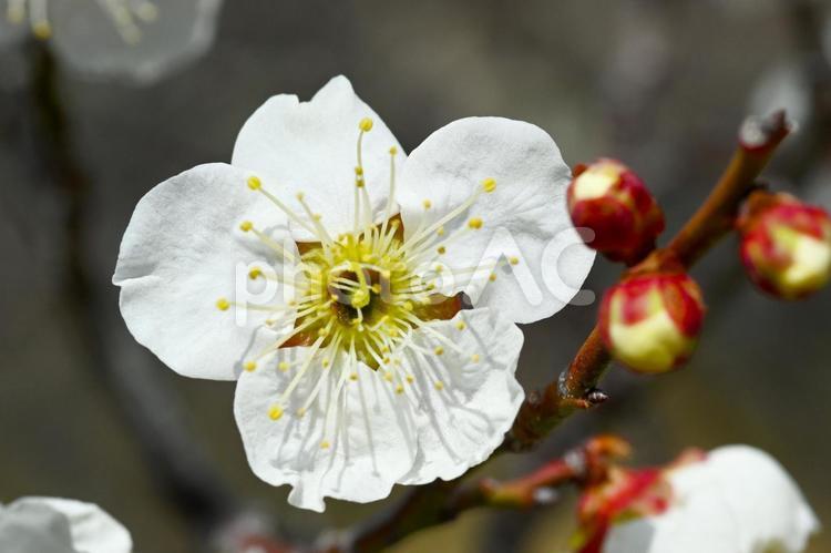 梅林公園　梅の花　 梅,花,梅林の写真素材