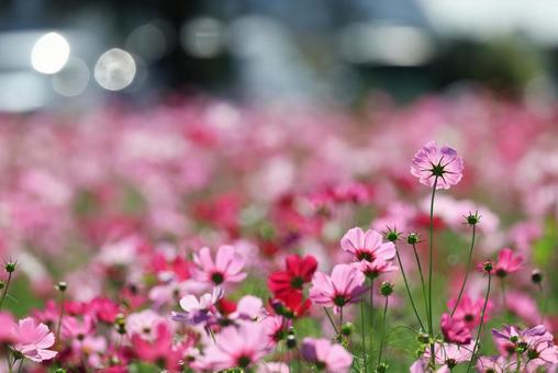 コスモス畑の写真