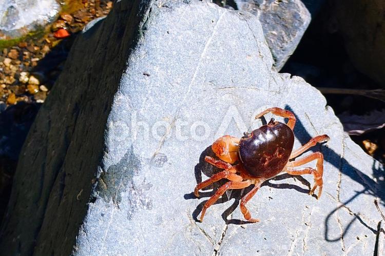 岩の上のさわがに さわがに,かに,生き物の写真素材