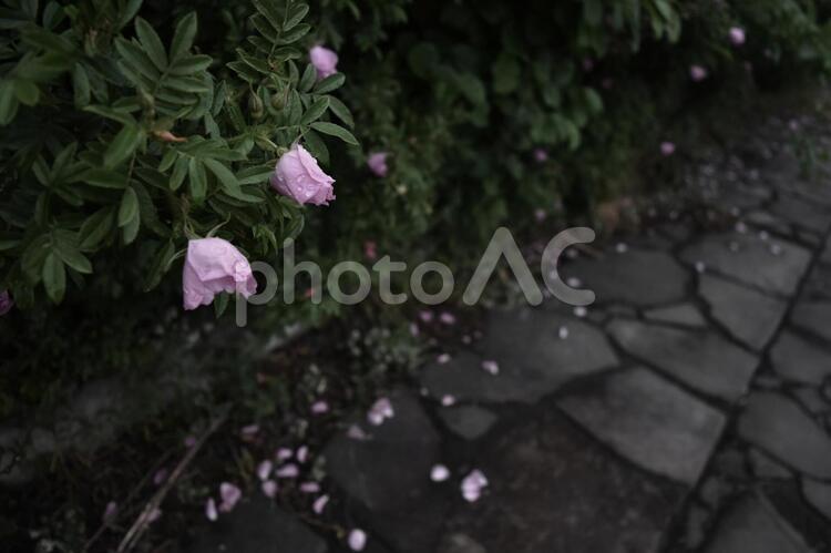 花　疲れ　疲労感　くたびれた　イメージ 花,ピンク,しおれているの写真素材