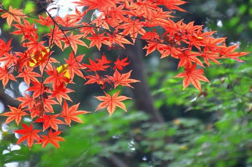 Autumn colors, JPG Autumn colors, autumn leaves, yellow leaves, red, JPG