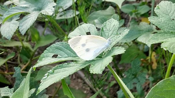 A cabbage white butterfly arrives in the garden, JPG A cabbage white butterfly arrives in the garden, JPG