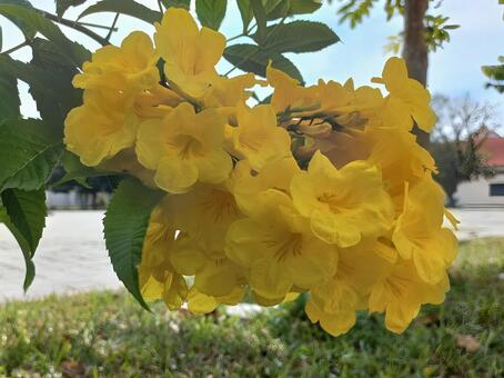 黄色いキンレイジュの花 キンレイジュ,金鈴樹,黄の写真素材