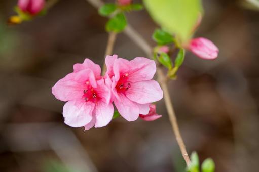 Azalea⑵, JPG Azalea⑵, JPG