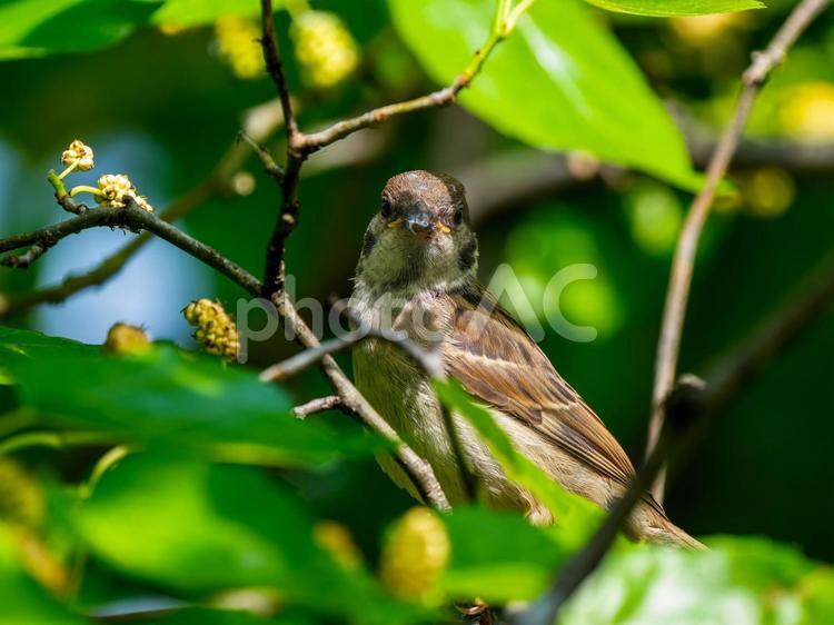 枝にとまるスズメ スズメ,雀,鳥の写真素材