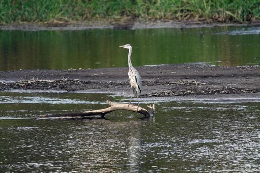 アオサギ アオサギ アオサギ,サギ,鳥の写真素材