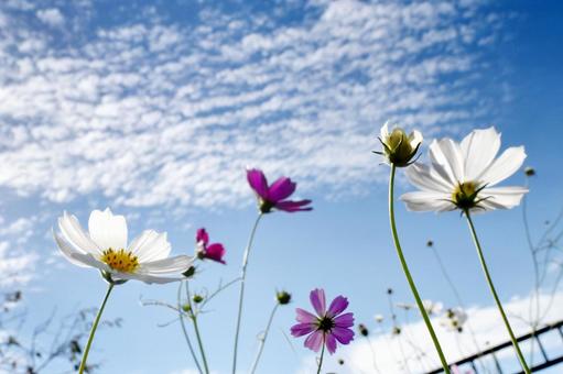 青空を背景に揺れるコスモスの花 青空を背景に揺れるコスモスの花 コスモス,白,花の写真素材