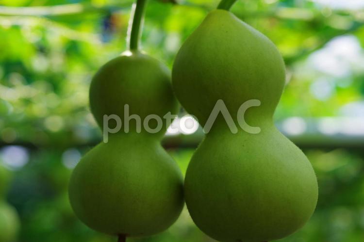 瓢箪　ヒョウタン　ウリ 瓢箪,ヒョウタン,ウリの写真素材