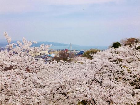 桜の景色の写真