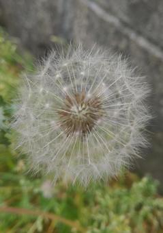 綿毛 綿毛の写真