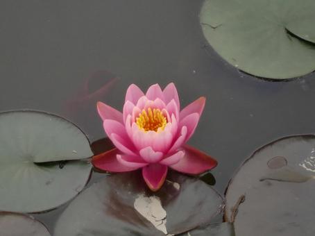 ピンク色の睡蓮の花 ピンク色の睡蓮の花の写真