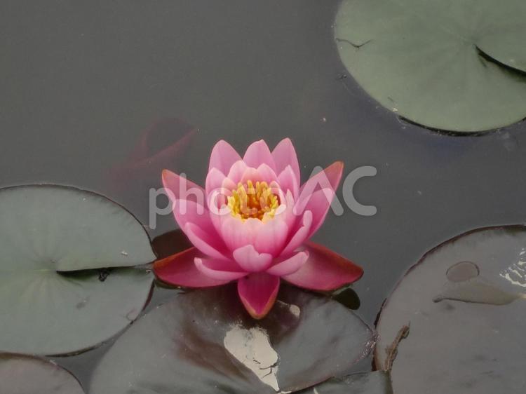 ピンク色の睡蓮の花 スイレン,花,植物の写真素材