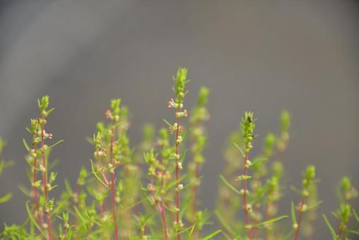コキアの花② コキアの花②の写真